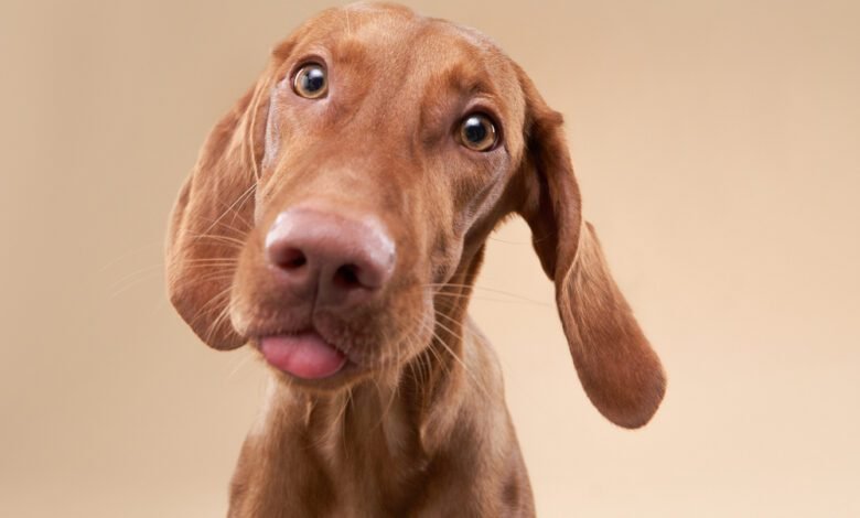 Brown dog with cute tongue