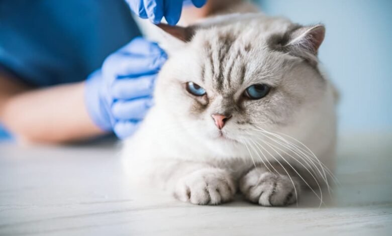 White Persian cat being examined by veterinarian