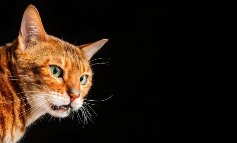 플레멘 반응을 보이는 벵갈 고양이