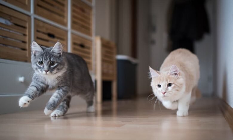 집 주변을 뛰어다니는 고양이 두 마리