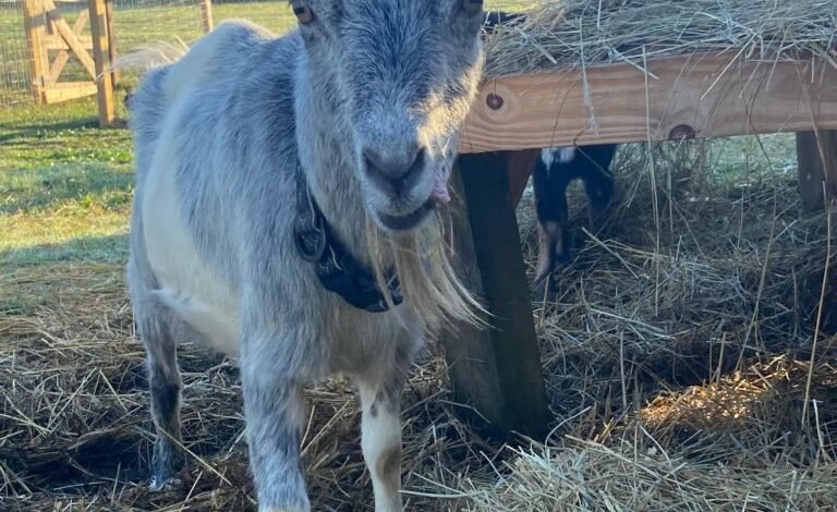 Naughty Donkey Farm Sanctuary의 바이올렛