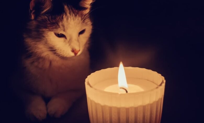 당신의 신비한 고양이를 위한 168가지 고딕 고양이 이름