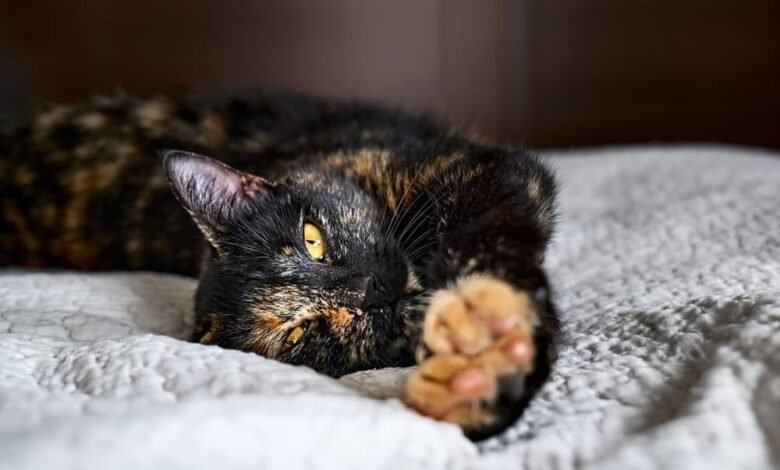 Tortoiseshell cat on blanket