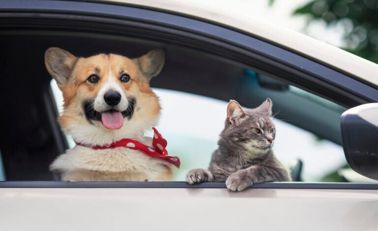 주차된 차 창밖을 내다보는 귀여운 개와 고양이