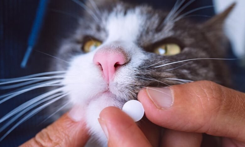 고양이 혈압약 먹이기