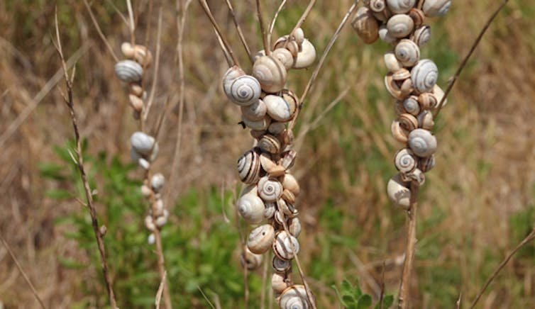 흰 정원 달팽이(Theba pisana)가 잔디 줄기에 감염됩니다.