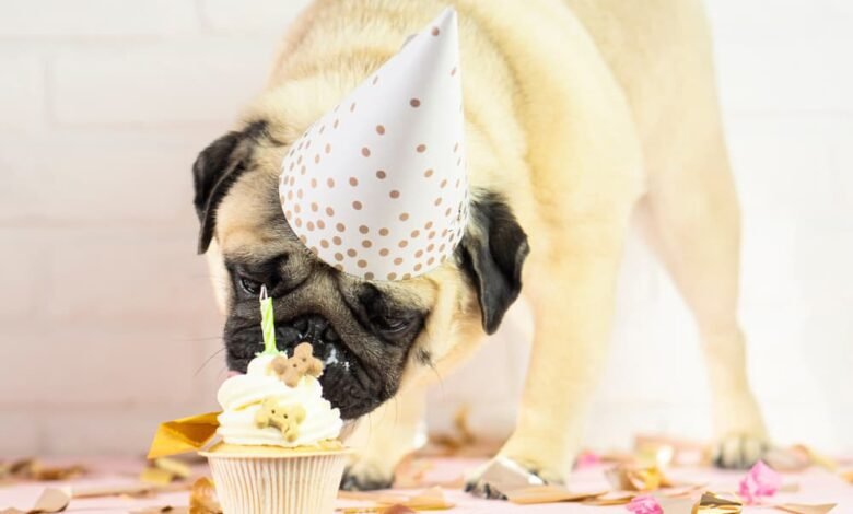 Dog eating special cupcake