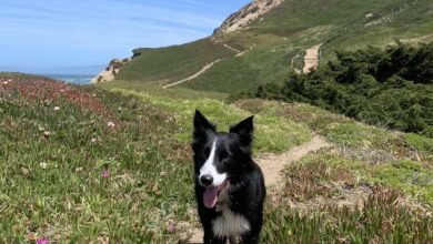 샌프란시스코의 목줄이 없는 개 공원인 포트 펀스턴(Fort Funston)의 산책로에 있는 보더 콜리.