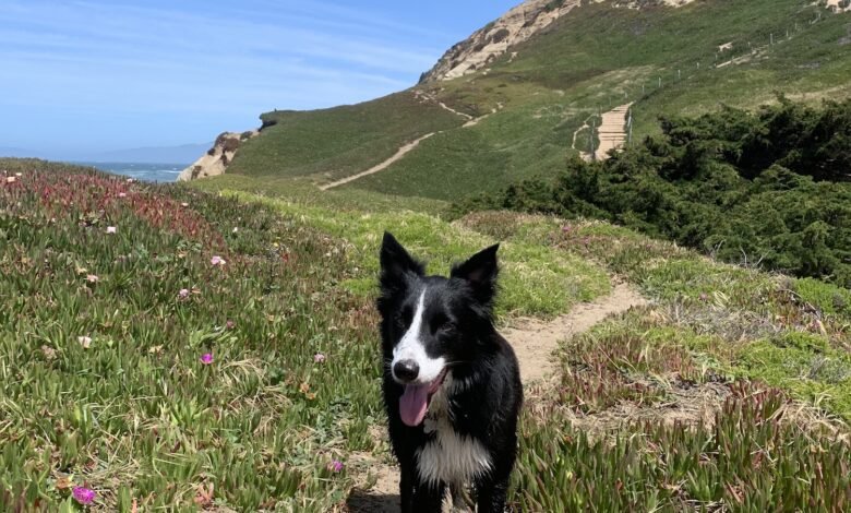 샌프란시스코의 목줄이 없는 개 공원인 포트 펀스턴(Fort Funston)의 산책로에 있는 보더 콜리.