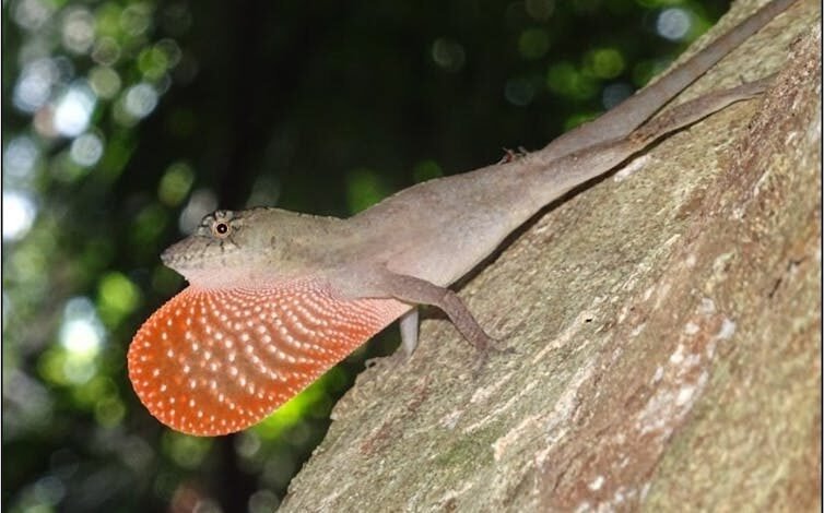 수컷 Anolis bicaorum 도마뱀은 아래쪽을 향한 나무에 자리 잡고 있습니다.