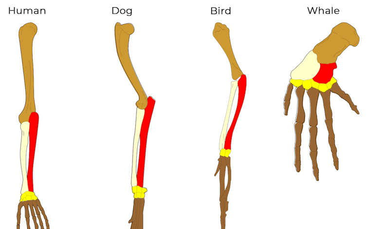 인간, 개, 새, 고래에게 공통적으로 나타나는 세 가지 골격을 보여주는 그림입니다.