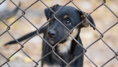 dog at animal shelter