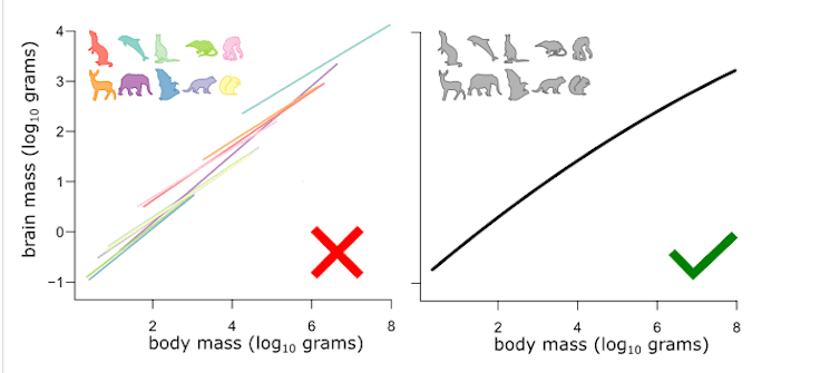 몸집이 큰 동물이 항상 몸 크기에 비해 뇌가 가장 큰 것은 아니다 - 새로운 연구