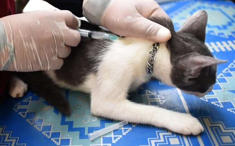 광견병 백신을 접종한 고양이