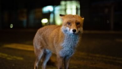 Red Fox는 Al -Madinah Street에 서있는 카메라를 봅니다.